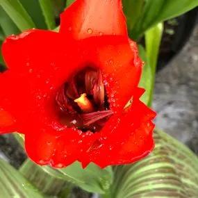 Red Riding Hood Tulip (Tulipa Red Riding Hood) Img 3